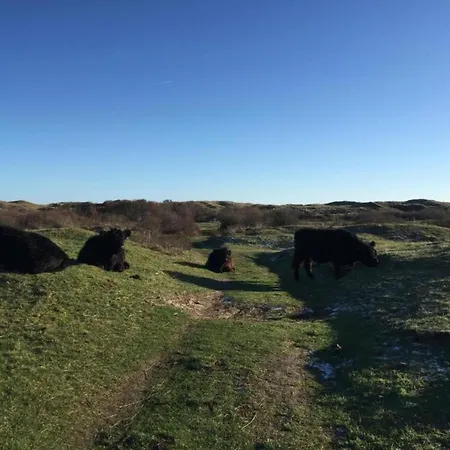 In Texel By The Dunes & Water Ferienhaus *
