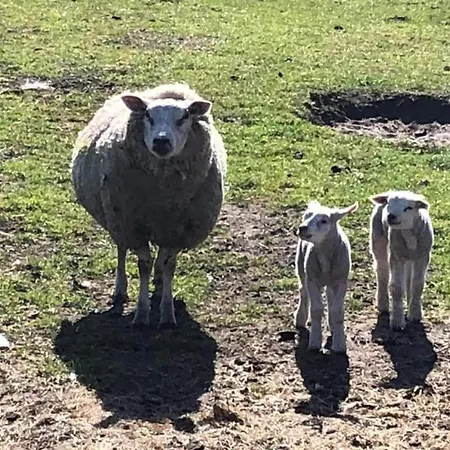 Prázdninový dům In Texel By The Dunes & Water *
